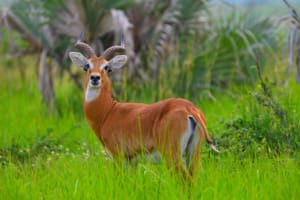 Antelope in Uganda