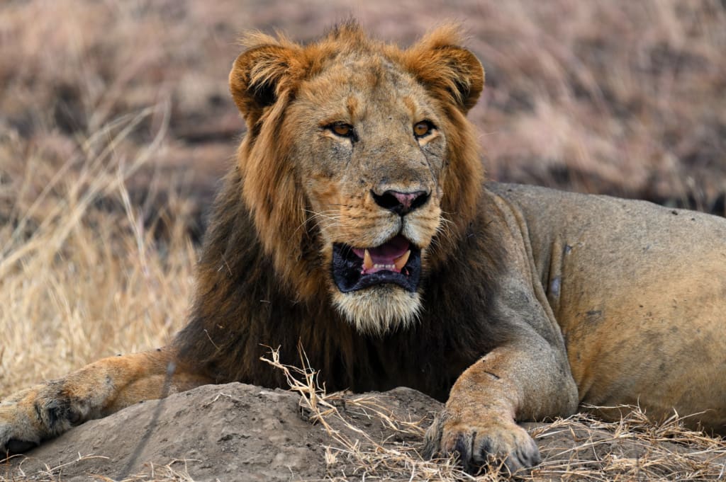 Lion in Uganda on our safari