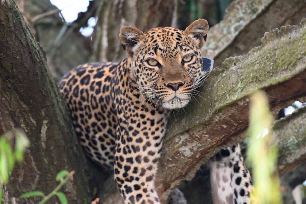 Leopard in a tree that our guide spotted in Uganda