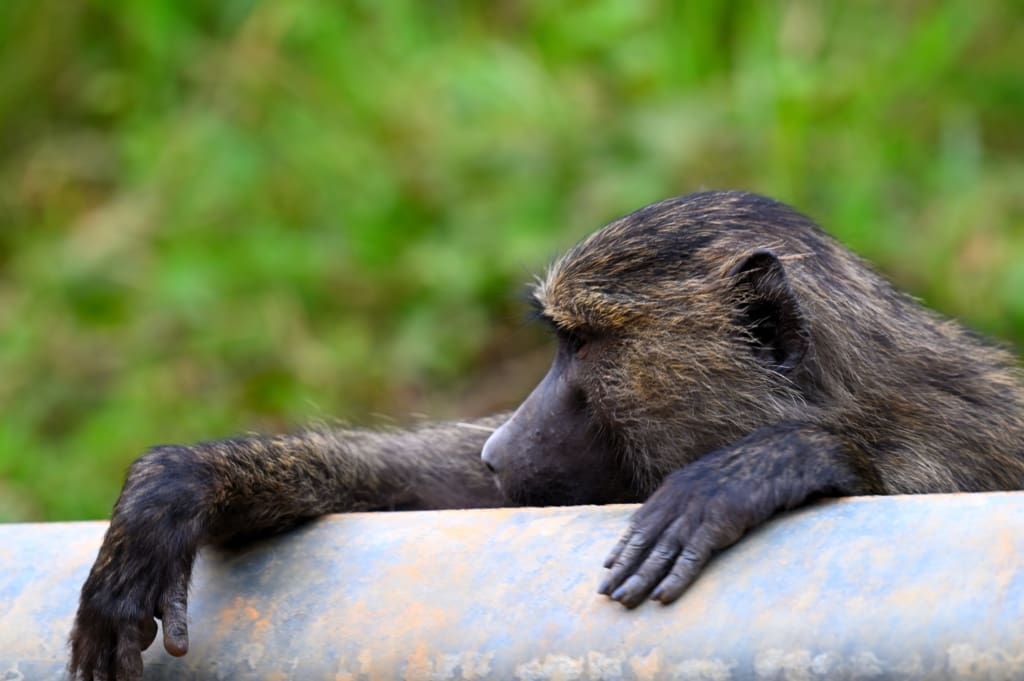 Baboon in Uganda