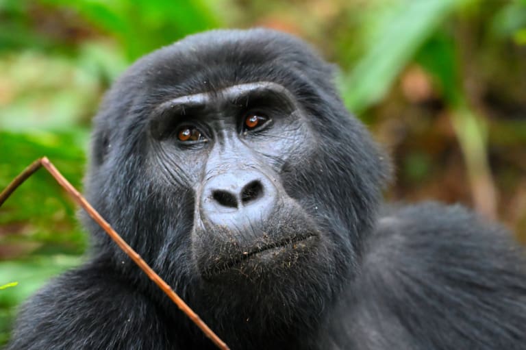 Gorilla in Uganda
