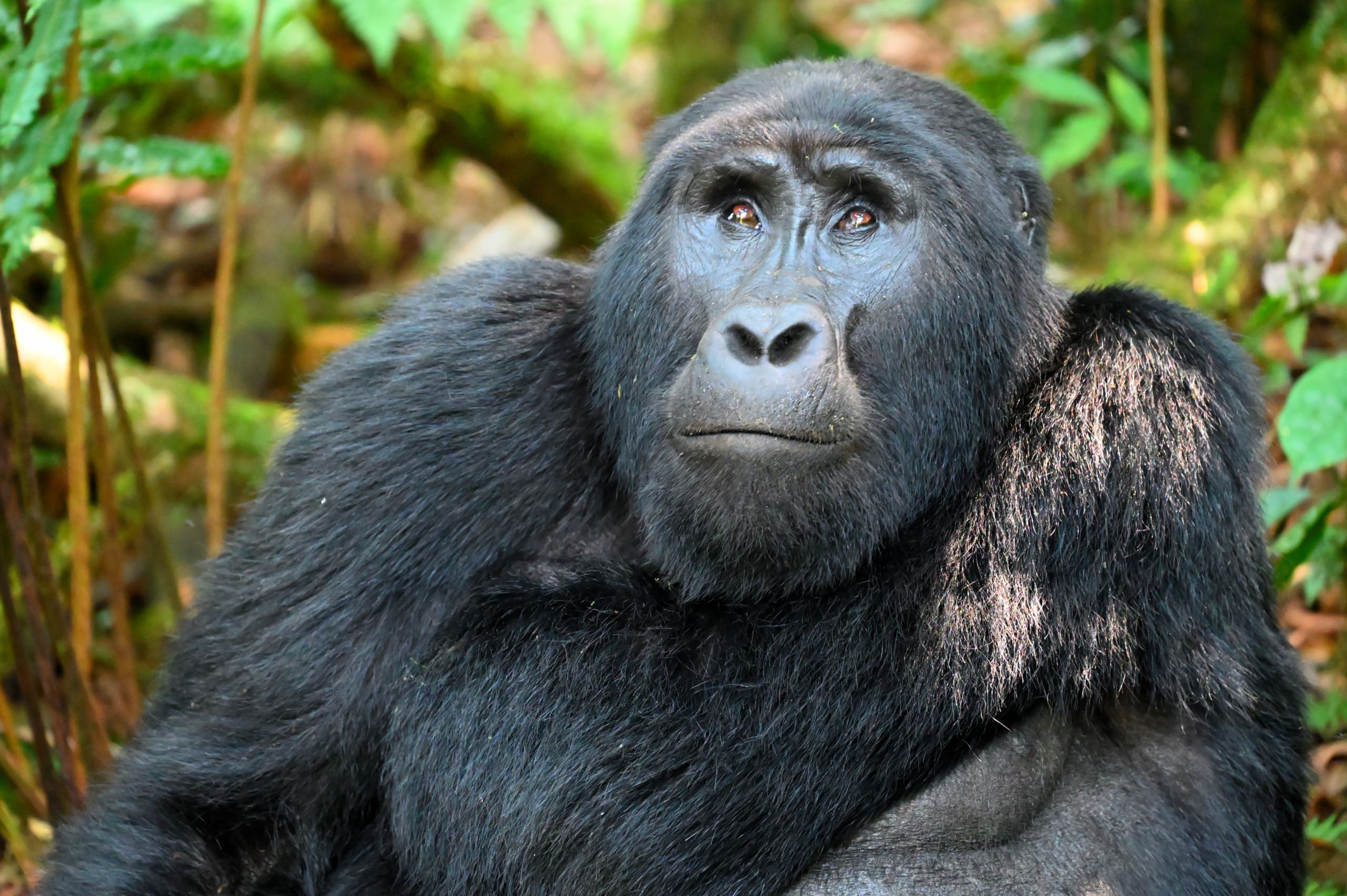 Gorilla on a Trek on Safari in Uganda