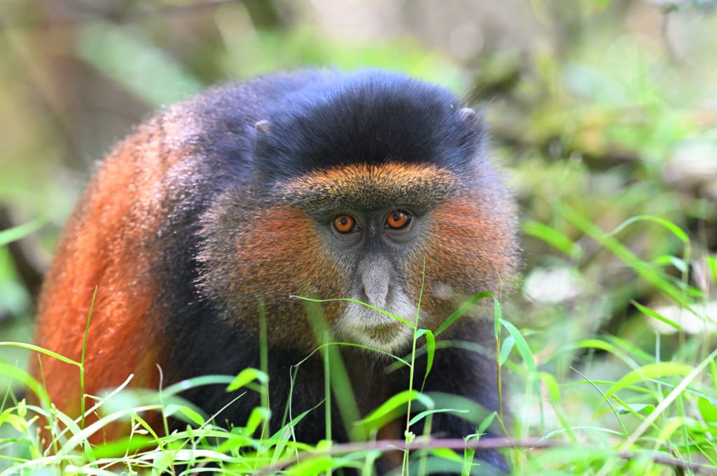 Golden Monkey that our guides on our African safari spotted.