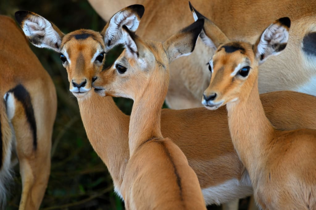 Animals on our safari in uganda