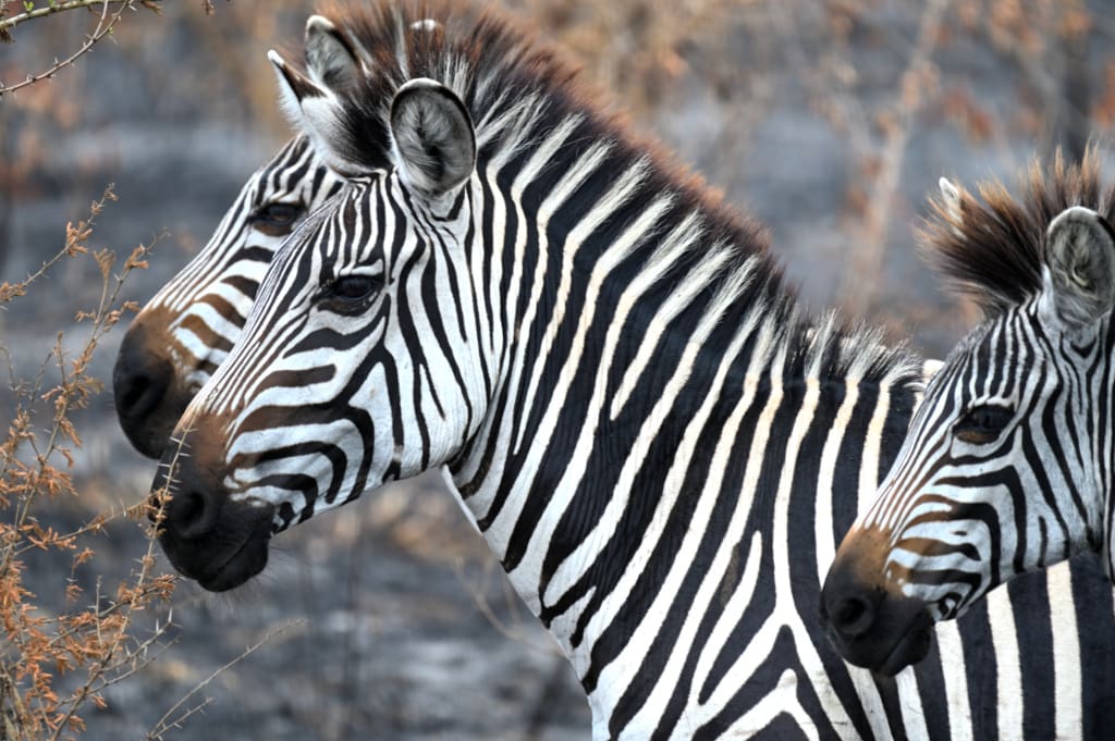 Zebras on our Ugandan safari