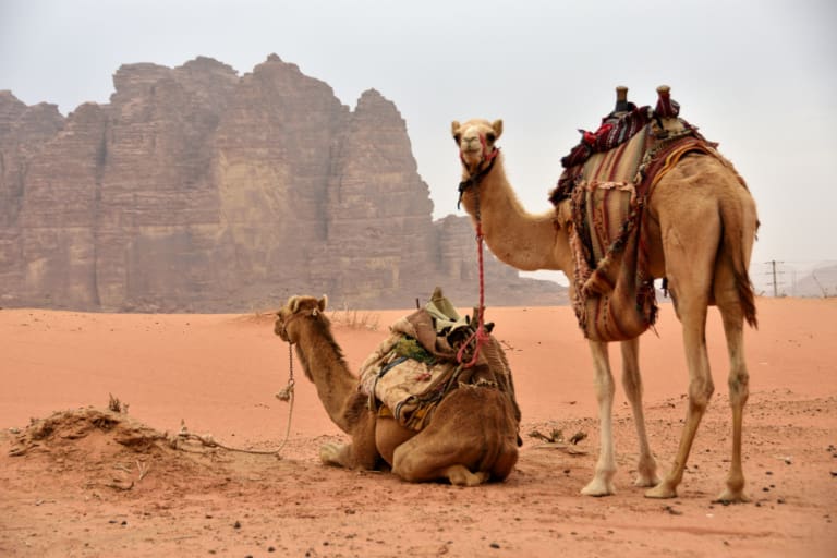 Camels in Wadi Rum on our Jordan Road Trip