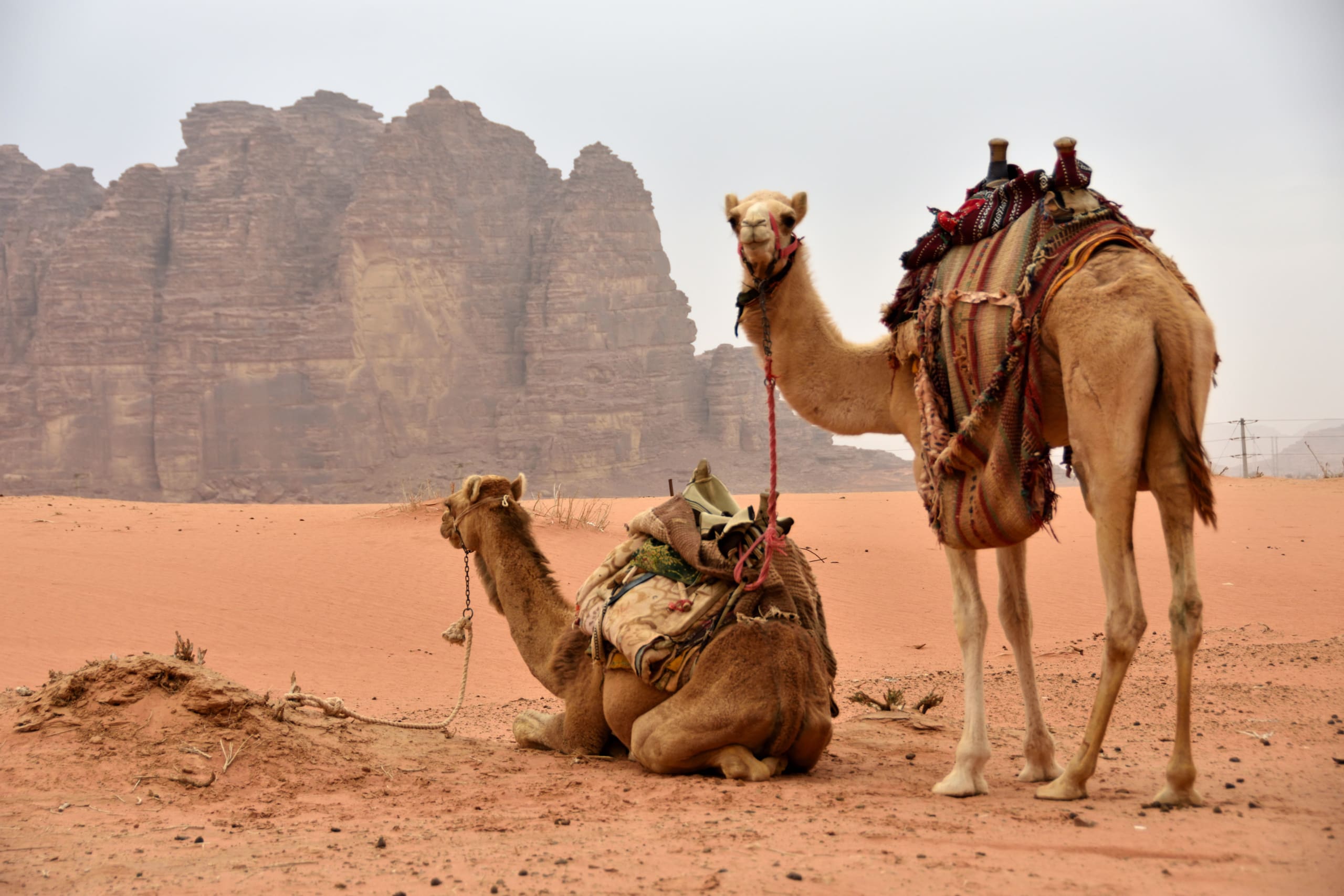Camels in Wadi Rum on our Jordan Road Trip