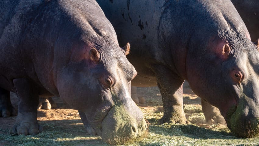 Hippos at Aquila Private Game Preserve
