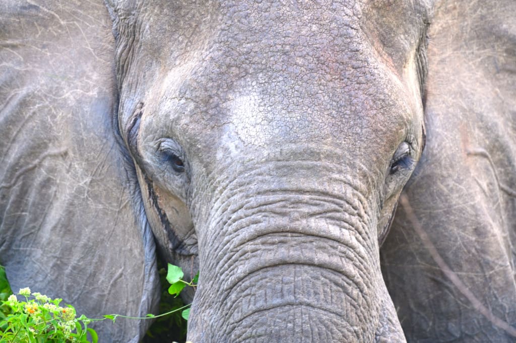 Close-up of an elephant in uganda on sfari