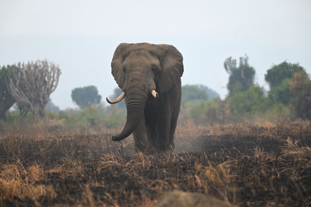 Elephant in Uganda