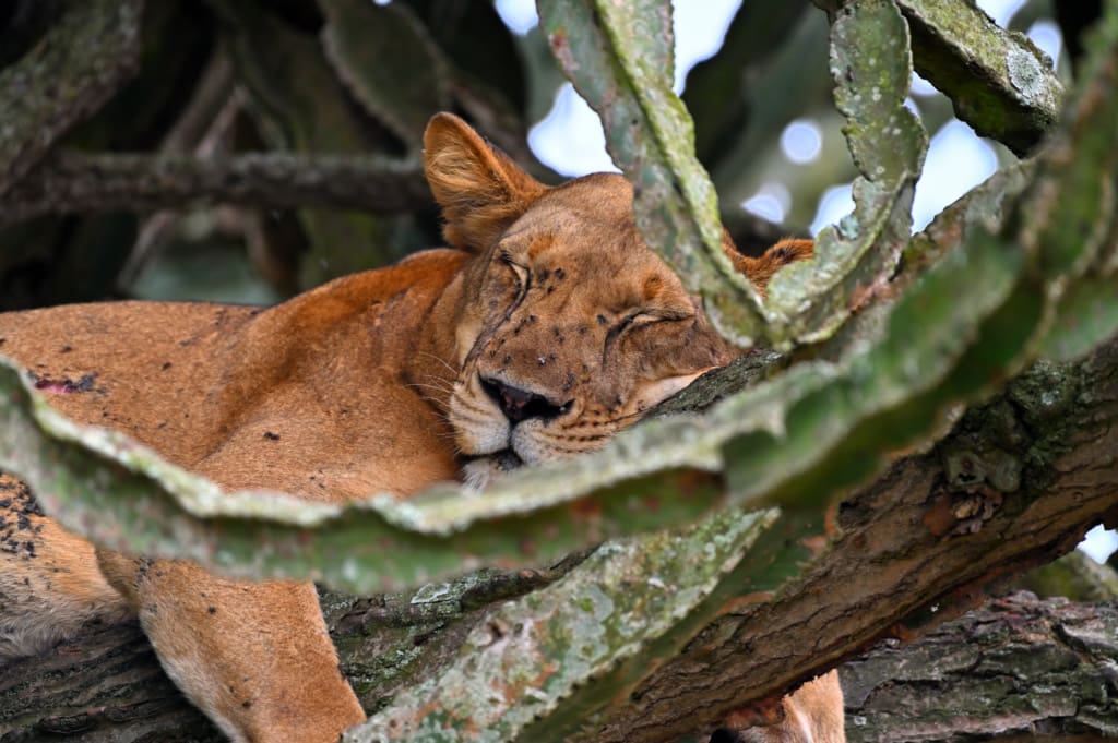 Lion sleeping in a tree that our guide showed us in Uganda, Africa