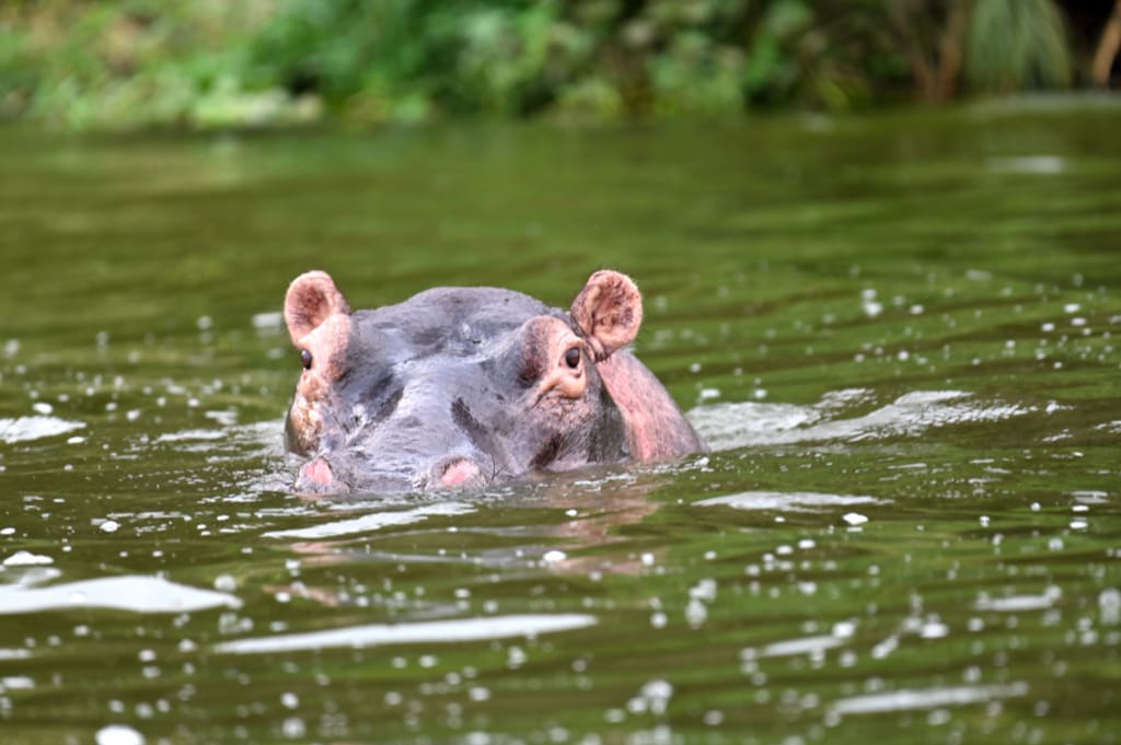 Hippo on our safari in Uganda, spotted by a guide in Africa