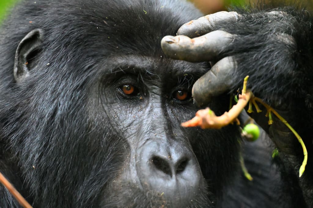 Gorilla on our safari in Africa with our guide