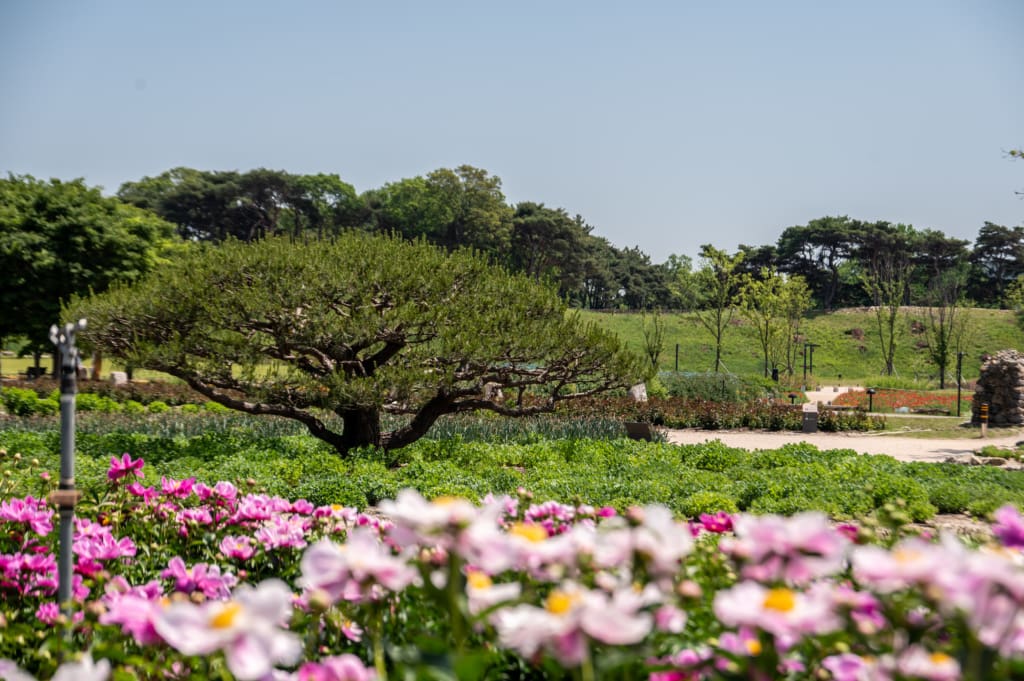 Lotus and flower garden in Gyeongju