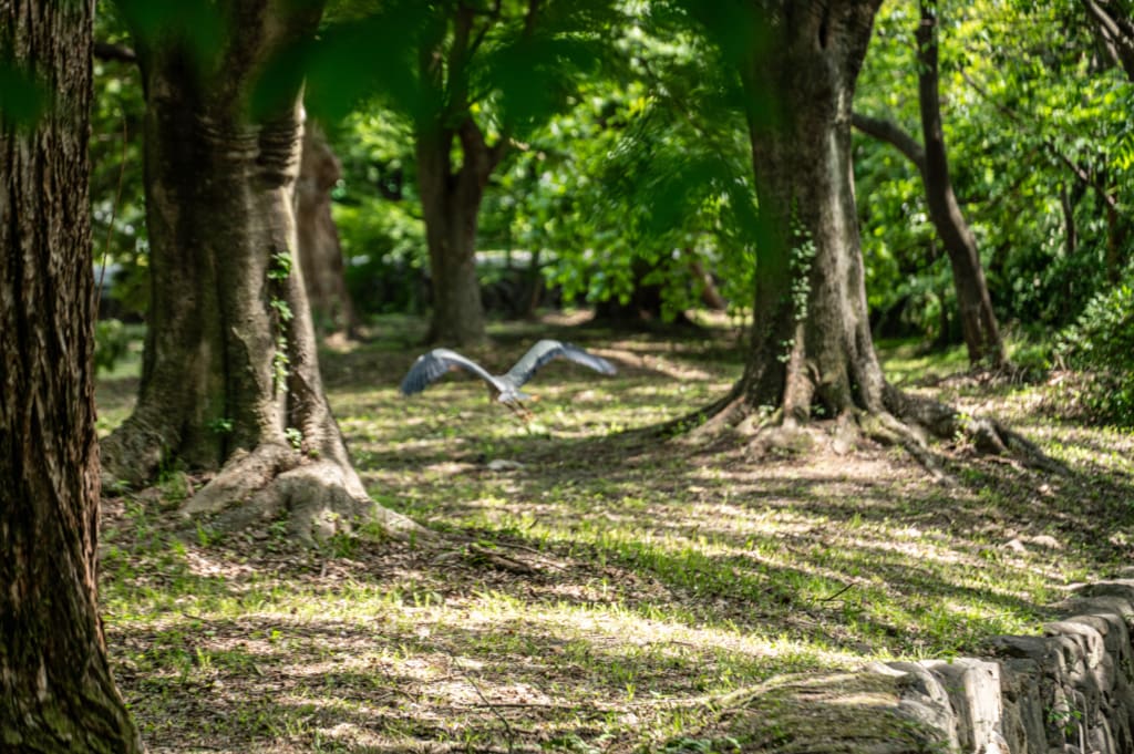 Gyerim Forest in Gyeongju on a one-day visit itinerary